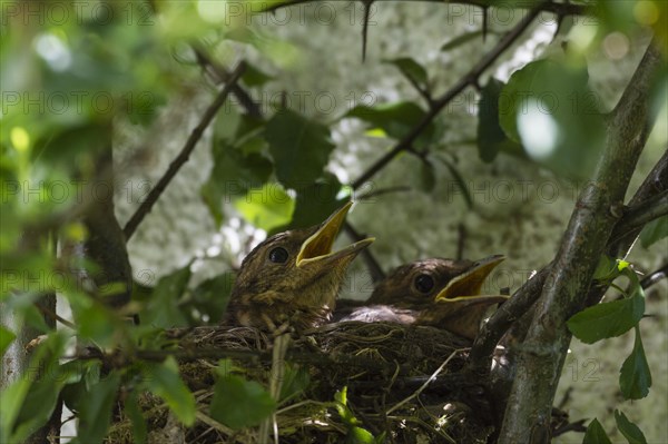 Blackbirds (Turdus merula)