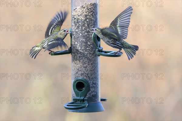 Eurasian siskins (Spinus spinus) female