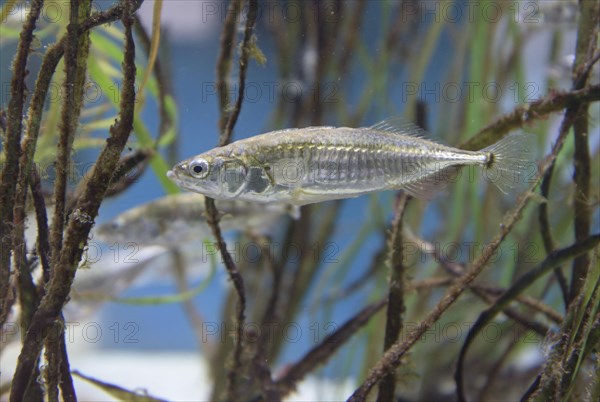 Three-spined stickleback (Gasterosteus aculeatus) Baltic Sea Info Center