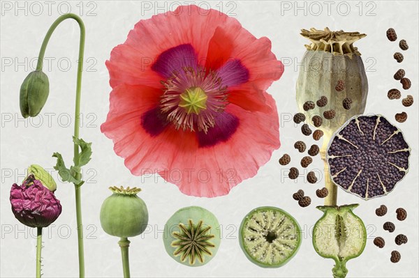 Opium poppy (Papaver somniferum) Blossom