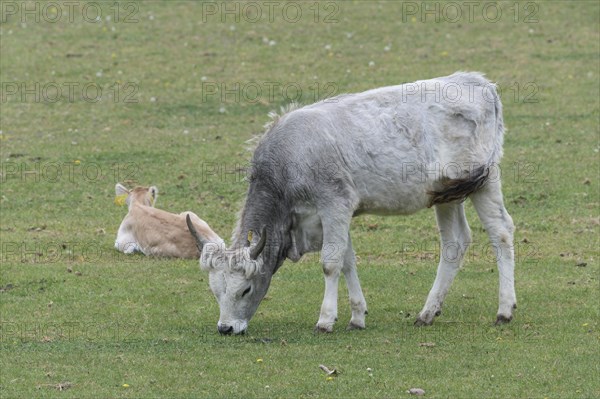 Hungarian steppe cattle