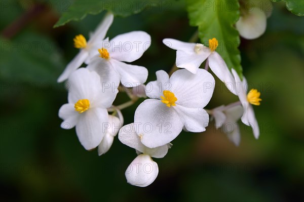 Cuban begonia (Begonia cubensis)