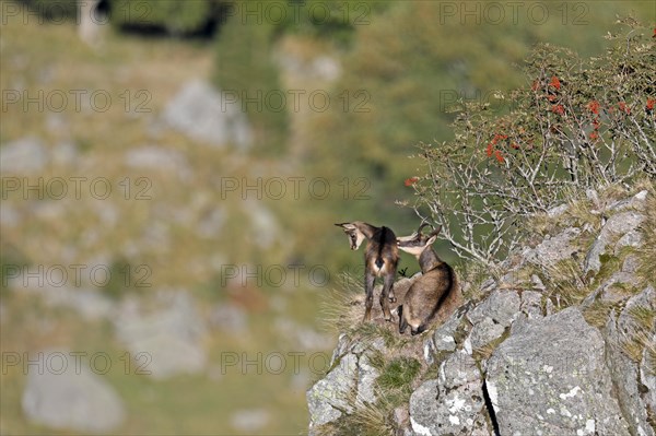 Chamois (Rupicapra rupicapra)