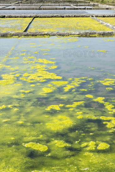 Seaweed growing in the saltworks