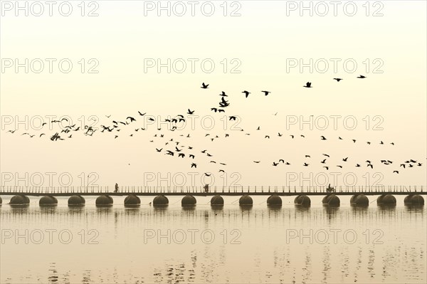 Flock of cormorants over the Ganges at sunrise