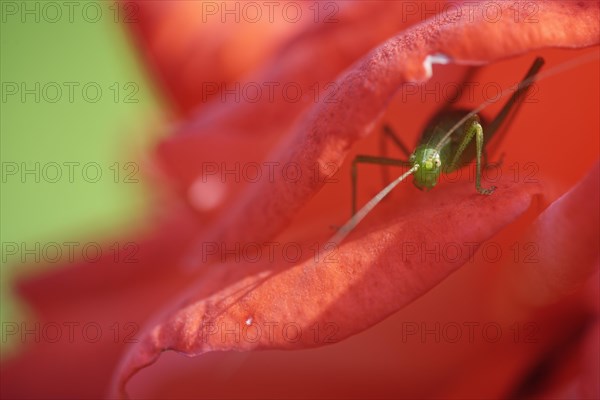 Speckled bush-cricket (Leptophyes punctatissima) in rose blossom (Rosa)