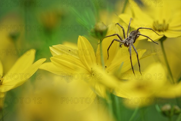 Nursery spider (Pisaura mirabilis) on tick seed (Coreopsis verticillata)