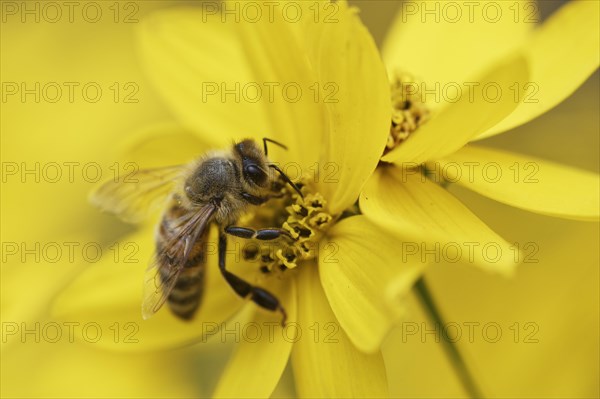 Honey bee (Apis mellifera) on tick seed (Coreopsis verticillata)