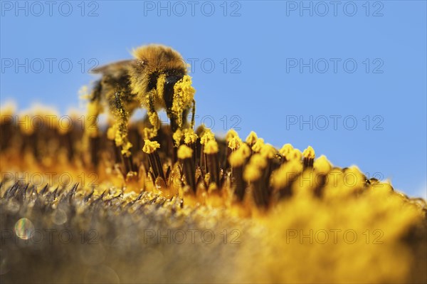 Common Carder-bee (Bombus pascuorum) on sunflower (Helianthus annuus)