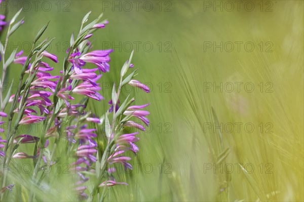 Wild gladiolus (Gladiolus illyricus)