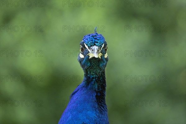 Indian peafowl (Pavo cristatus)