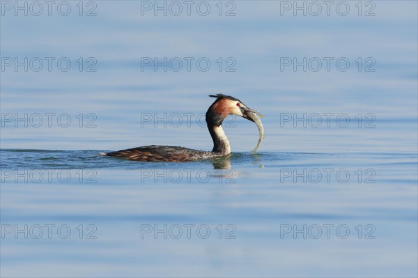 Great Crested Grebe in splendid dress with fish in beak