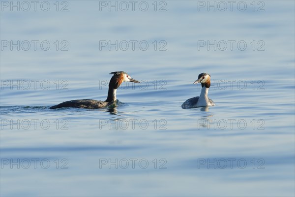 Great Crested Grebe pair in splendid dress swimming in blue water