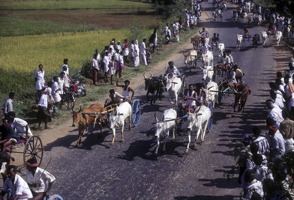 Bullock Cart