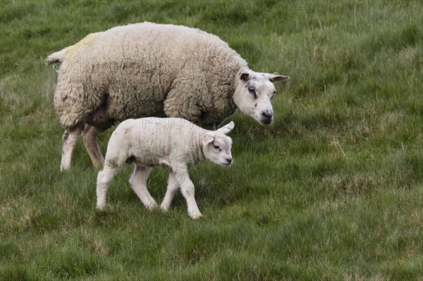 Texel sheep