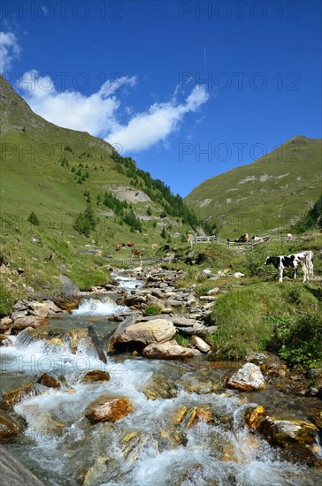 Alpine pasture area