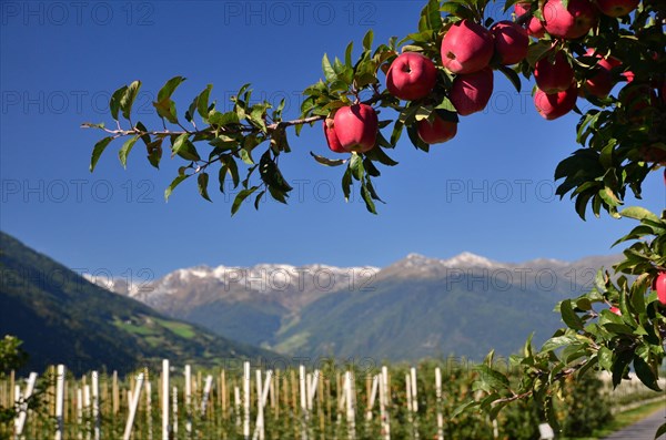 Apple tree