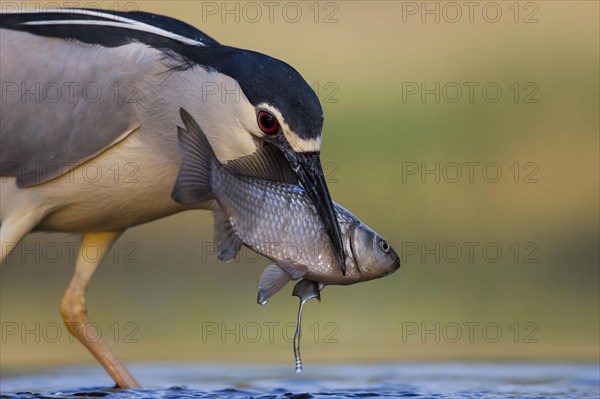 Black-crowned night heron (Nycticorax nycticorax)