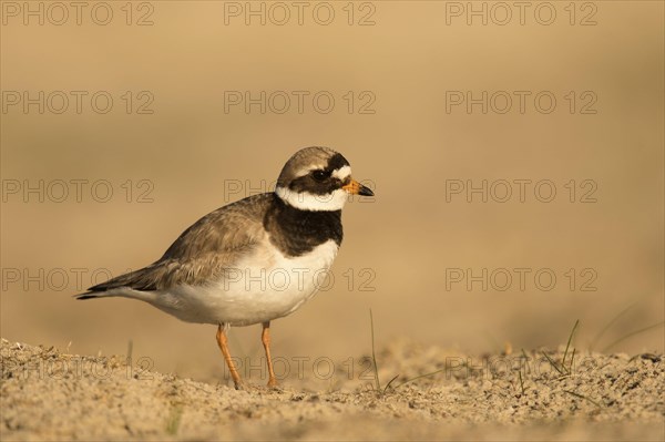 Ringed plover (Charadrius hiaticula)