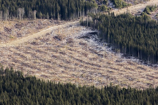 Deforestation in the Gaspesie region