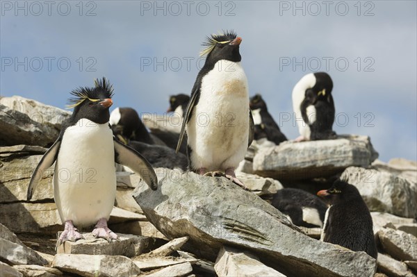 Sealion Island