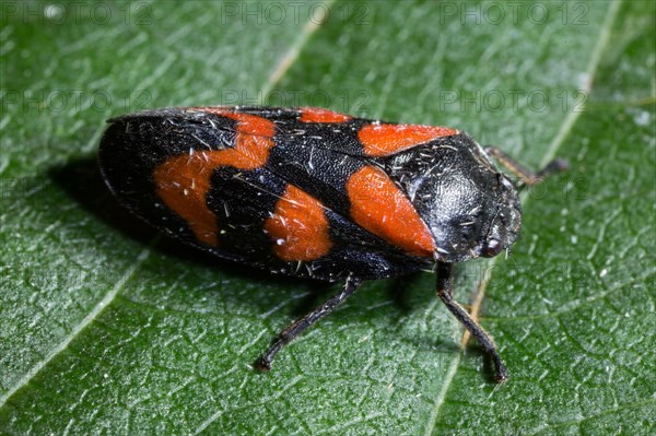 Black-and-red froghopper