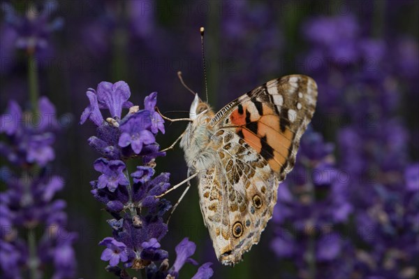 Painted lady (Vanessa cardui)