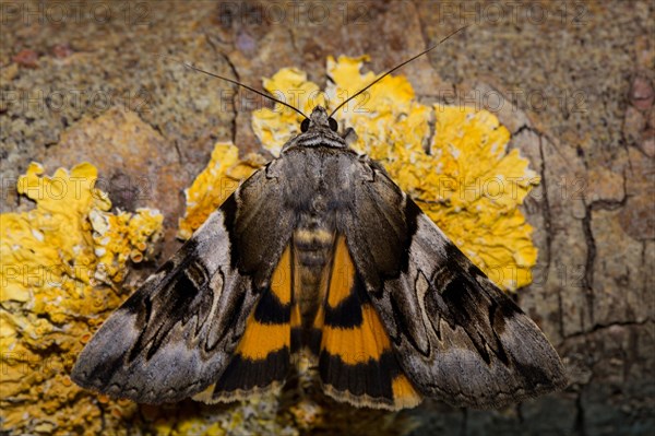 Yellow bands under the wing (Catocala fulminea)