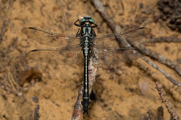 Common clubtail (Gomphus vulgatissimus)