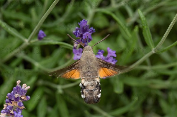 Hummingbird hawk-moth (Macroglossum stellatarum)