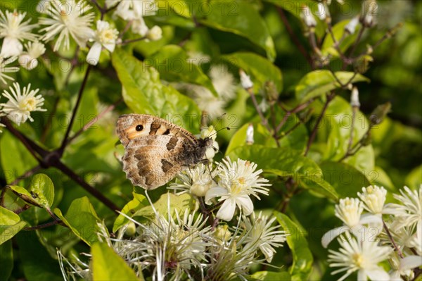 Hermit (Chazara briseis) butterfly
