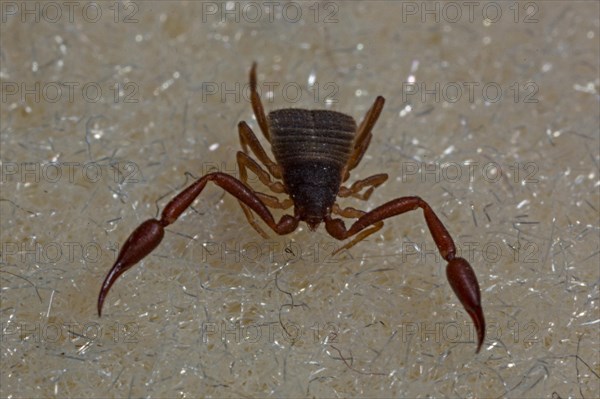 House pseudoscorpion (Chelifer cancroides)