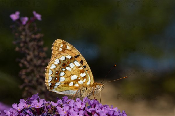 High brown fritillary (Argynnis adippe)