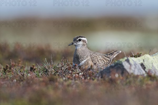 Eurasian Dotterel (Charadrius morinellus)