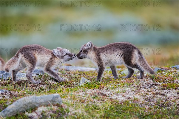 Arctic fox (Vulpes lagopus)