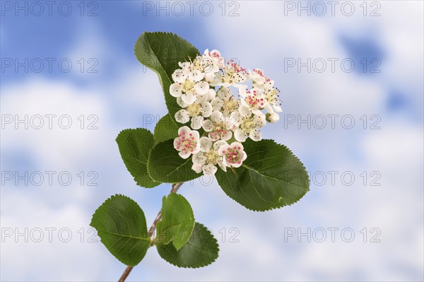 Black chokeberry (Aronia melanocarpa)