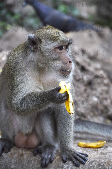 Crab-eating macaque (Macaca fascicularis)