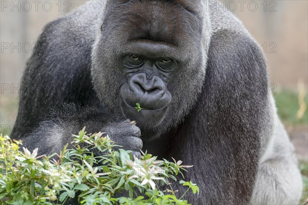 Western lowland gorilla (Gorilla gorilla)