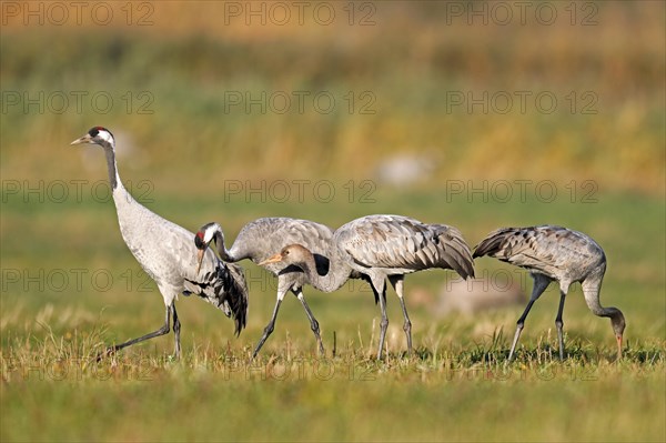 Cranes (Grus grus)