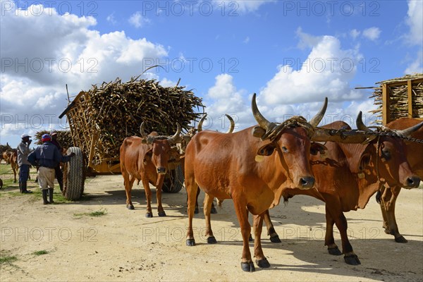 Oxcart