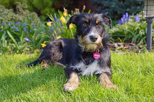 Mixed dog in the garden