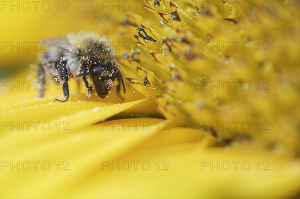 Shrill carder bee (Bombus sylvarum) on sunflower (Helianthus annuus)