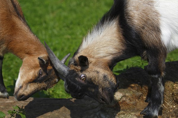 Dwarf goats