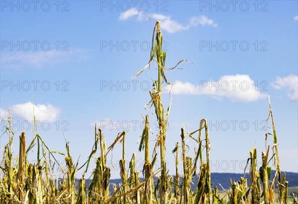 Maize (Zea mays) plants in a field with hail damage after a heavy storm