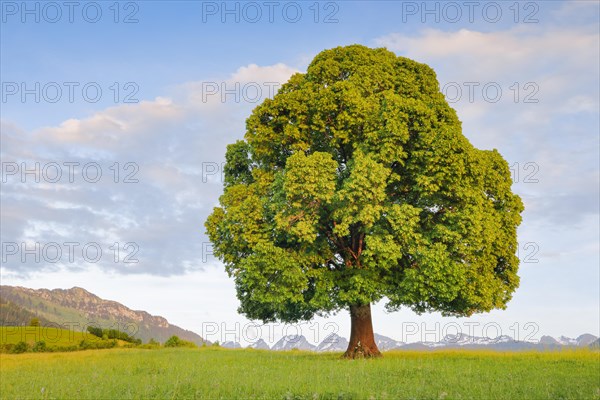 Solitary free-standing lime tree with green leaves in the evening light in front of the Churfirsten in Toggenburg