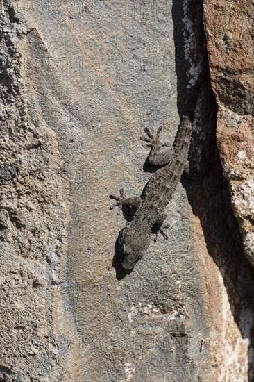 Tenerife gecko (Tarentola delalandii)