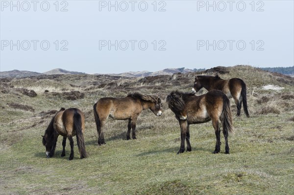 Exmoor Pony