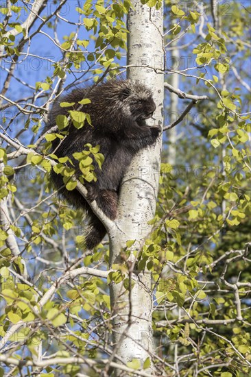 North American porcupine (Erethizon dorsatum)