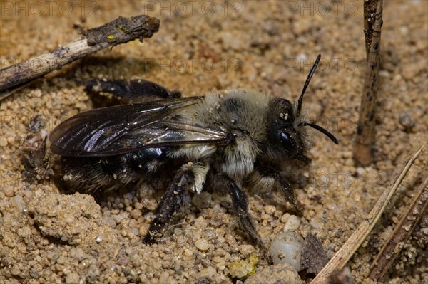 Grey-backed Mining-bee (Andrena vaga)