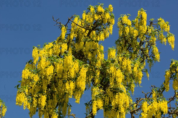 Golden (Laburnum anagyroides) chain tree